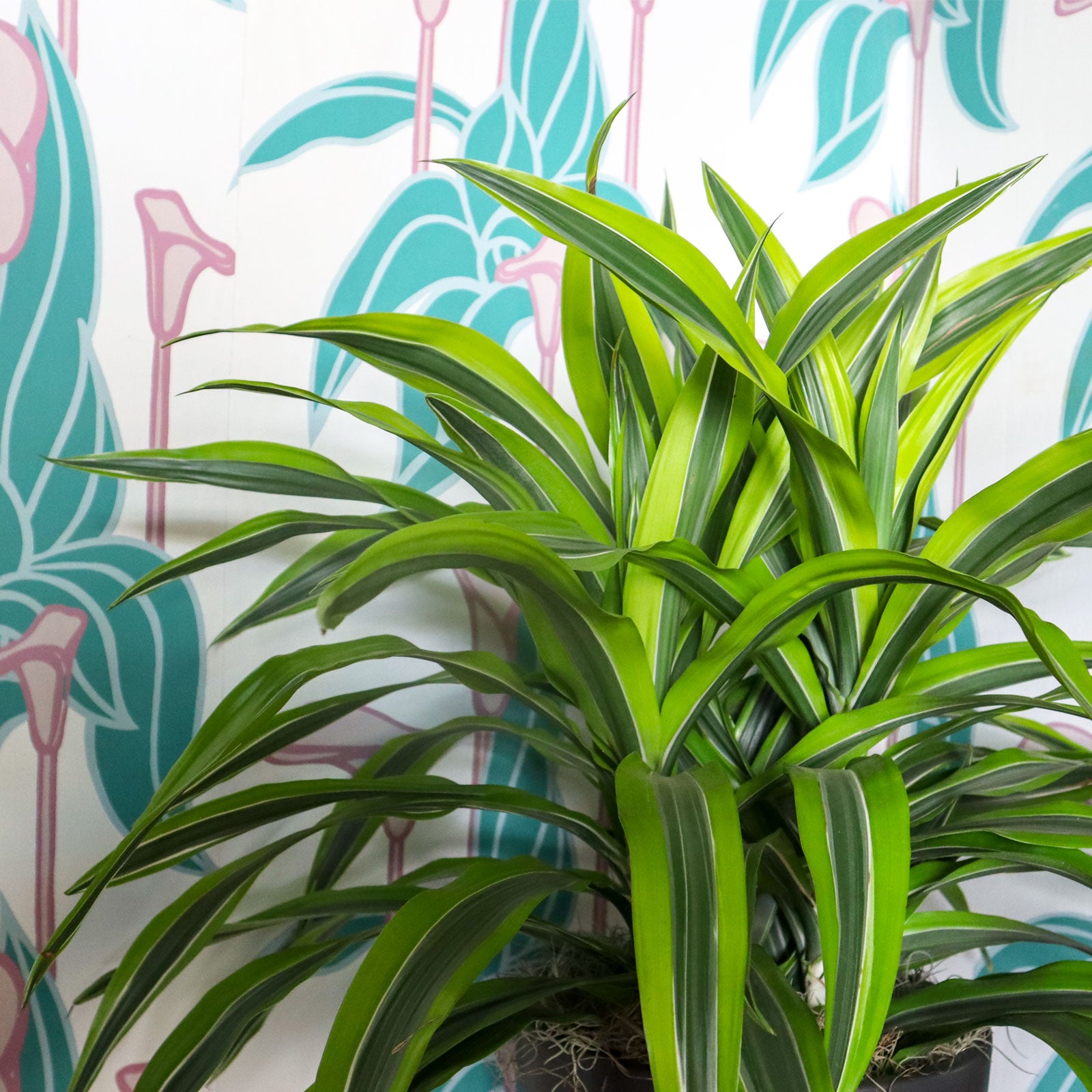 Lime Dracaena Plant