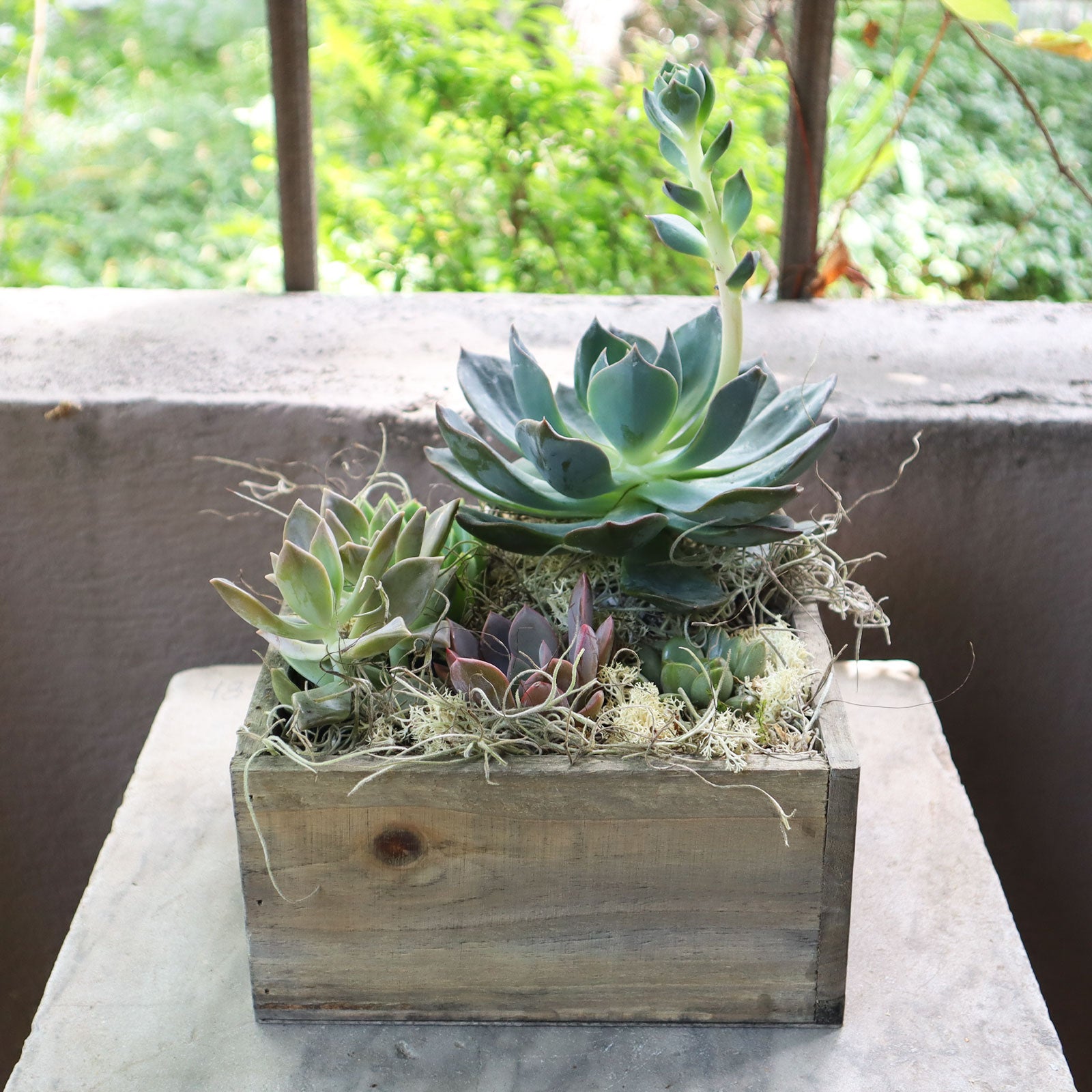 Echevaria Rising