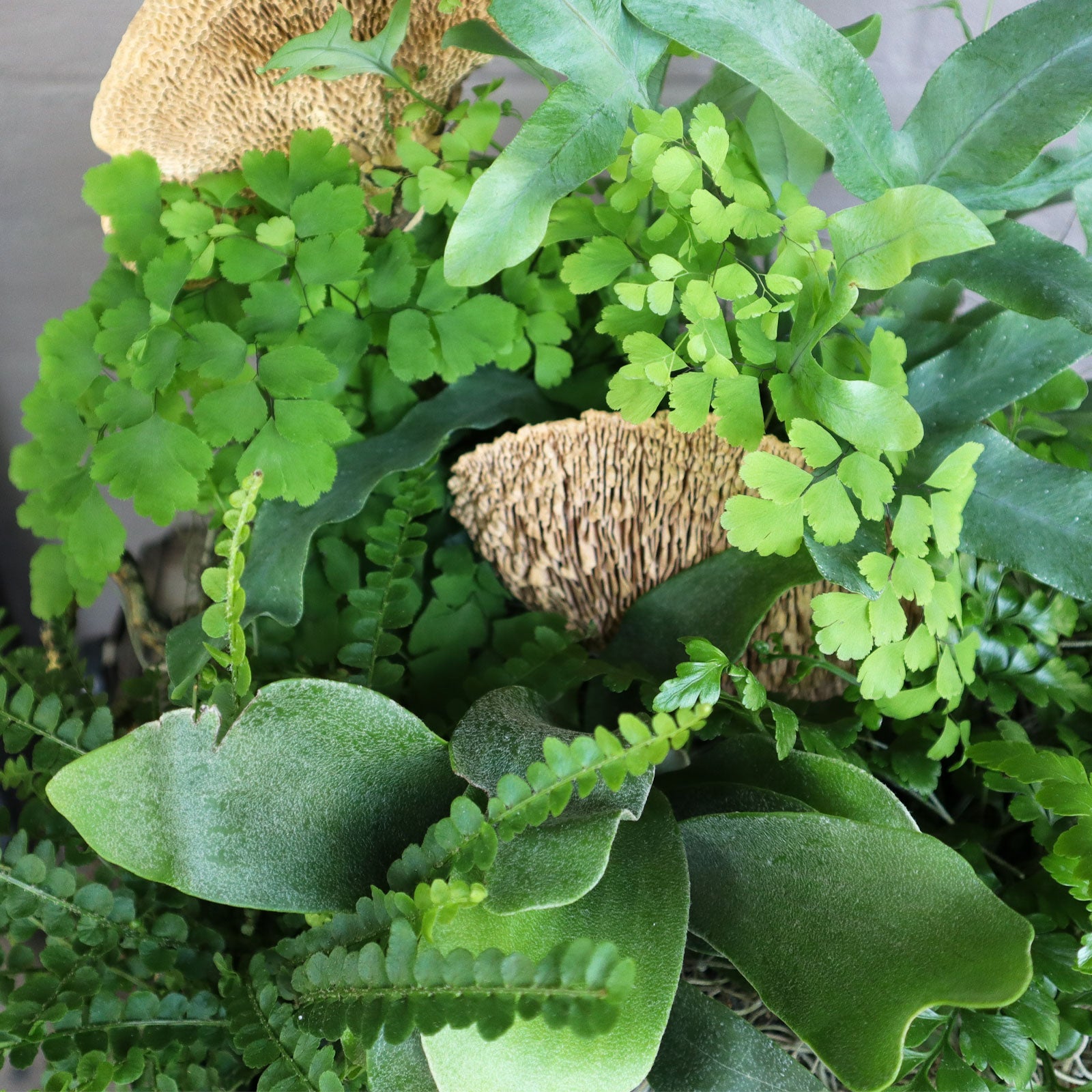Ferns Have Feelings