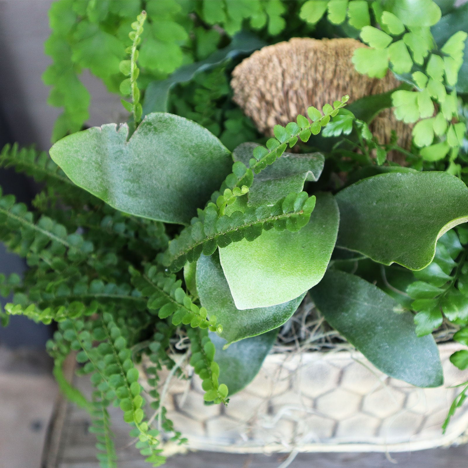 Ferns Have Feelings