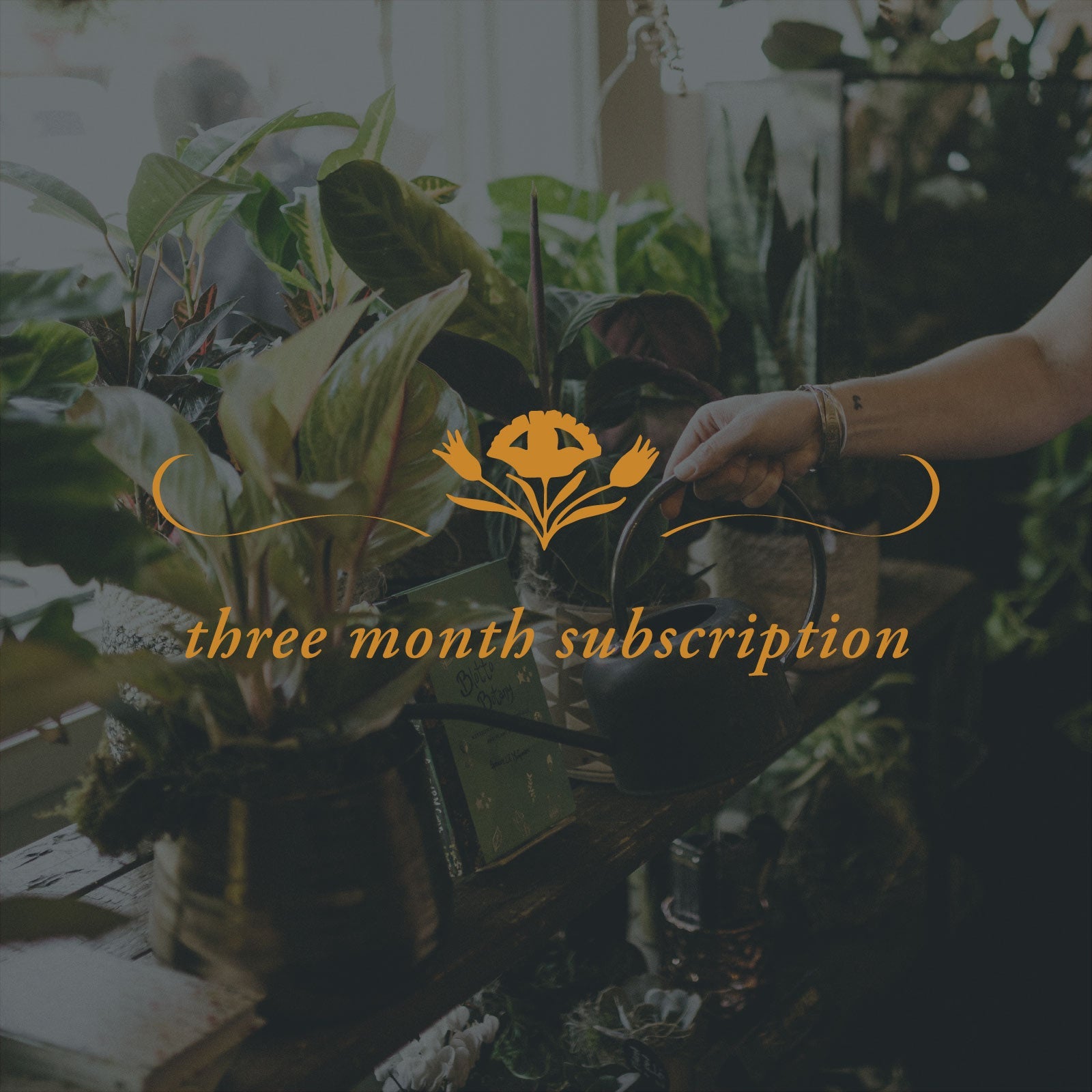 3 Month Plant Subscription - The Perfect Petal