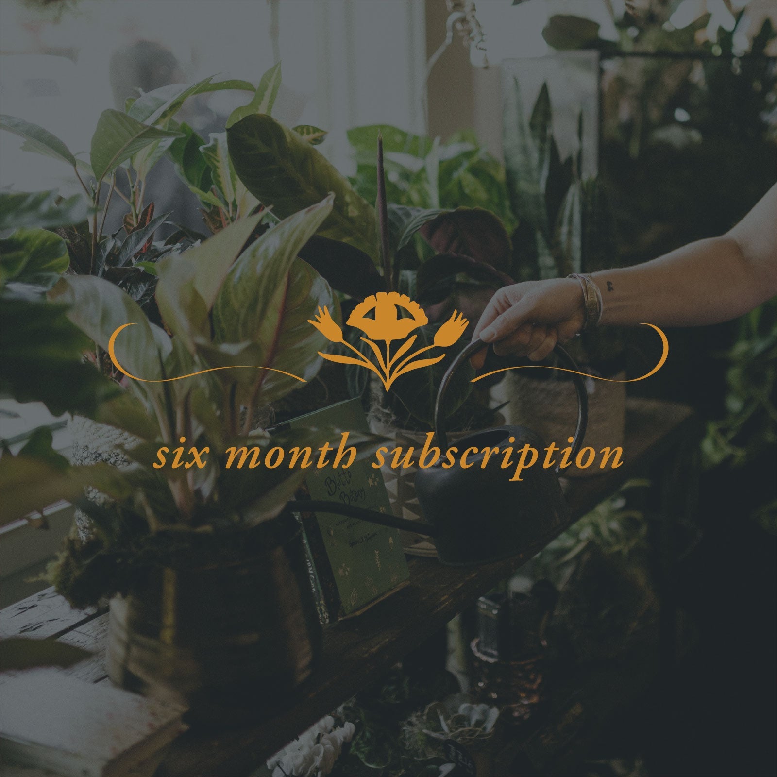 6 Month Plant Subscription - The Perfect Petal