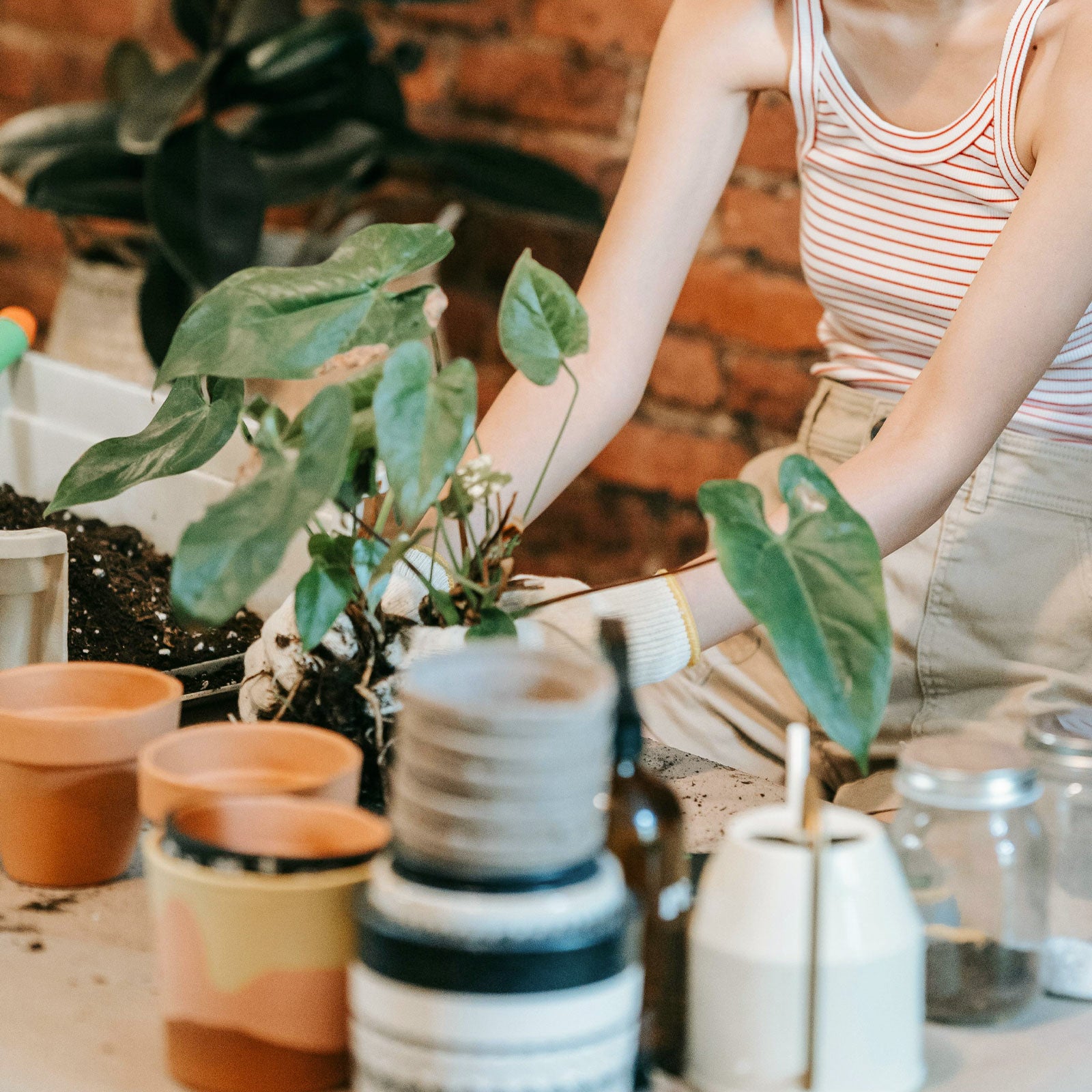 Plant Lover's Garden - February 20