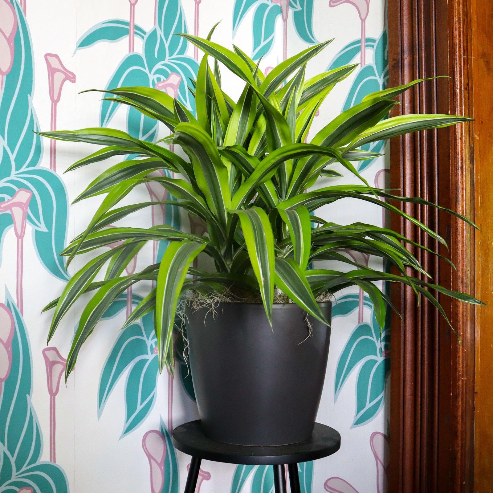 Lime Dracaena Plant