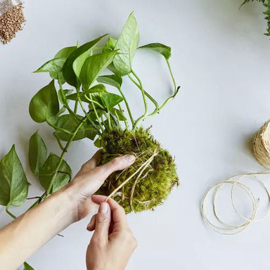 Floral Frog Ikebana Class - January 19 — The Perfect Petal