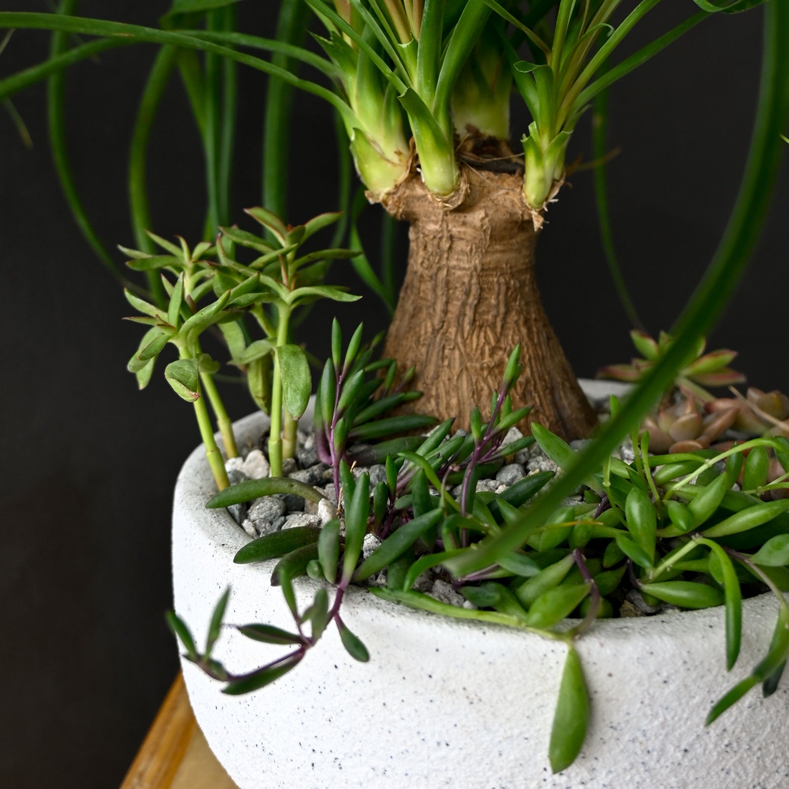 Palm Pendulum