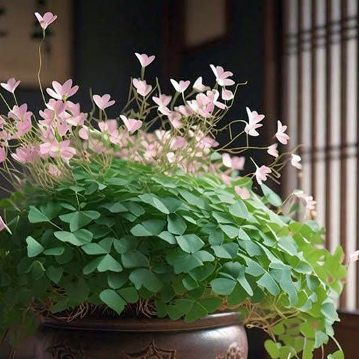 Let's Get Lucky! Oxalis Highlight Class - March 13